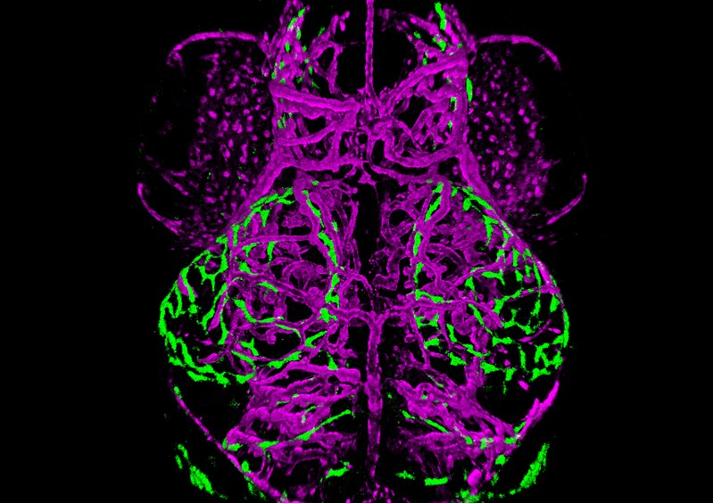 Fluorescence image of the larval zebrafish brain